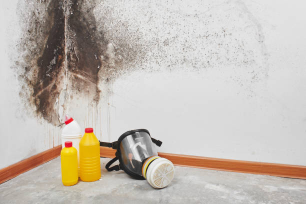 Best Residential Mold Removal  in Raven, VA