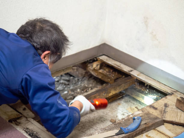 Best Residential Mold Removal  in Raven, VA