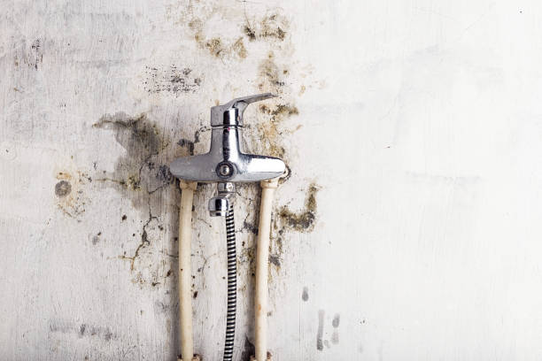 Best Affordable Mold Removal  in Raven, VA