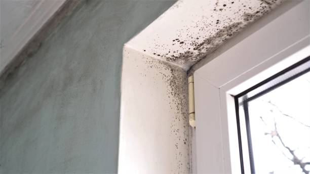 Best Attic Mold Removal  in Raven, VA