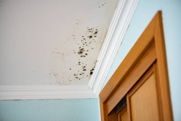 Best Crawl Space Mold Removal  in Raven, VA