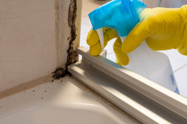 Best Mold Remediation  in Raven, VA