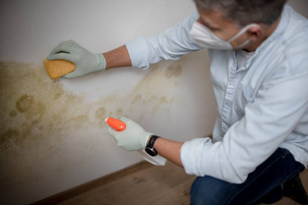 Best Same-Day Mold Removal  in Raven, VA