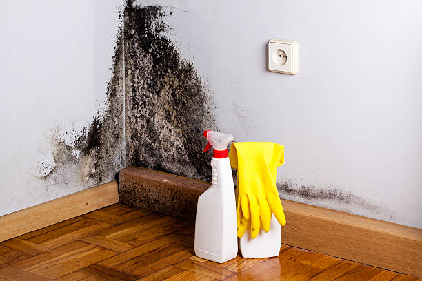 Best Office Mold Removal Services  in Raven, VA
