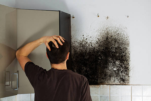 Best Mold Remediation Experts  in Raven, VA
