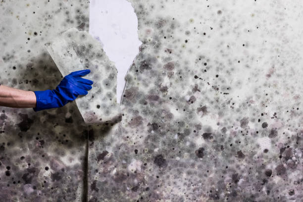 Best Commercial Mold Removal  in Raven, VA