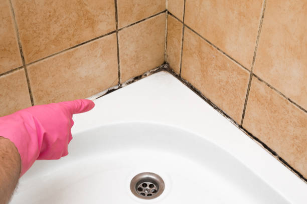Best Mold Testing  in Raven, VA
