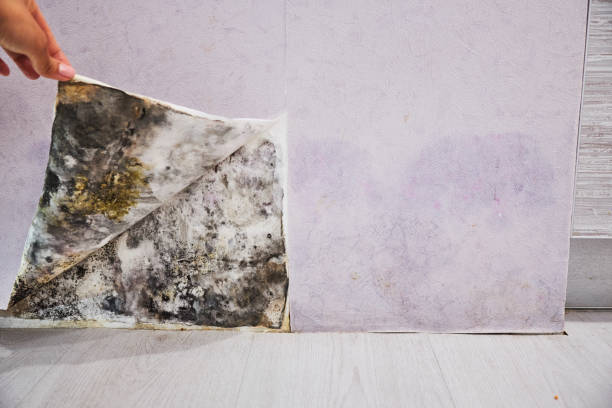 Best Mold Removal Near Me  in Raven, VA